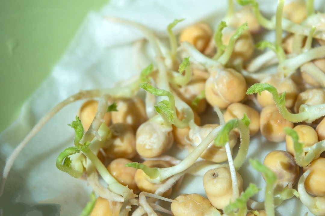豆芽屬于食品還是食用農(nóng)產(chǎn)品呢？