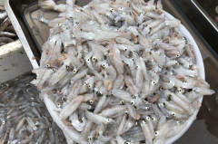 海兔子能吃嗎？有什么風(fēng)險？
